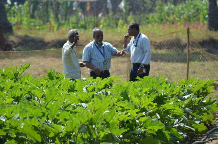Brinjal